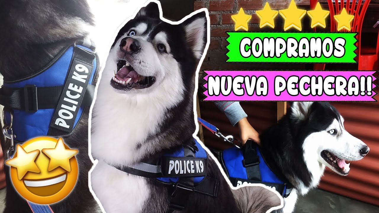 Pechera/Arnés k9 para perros!!!, ¡¡¡regalo para mi Husky!!! I BLUE THE HUSKY vlogs