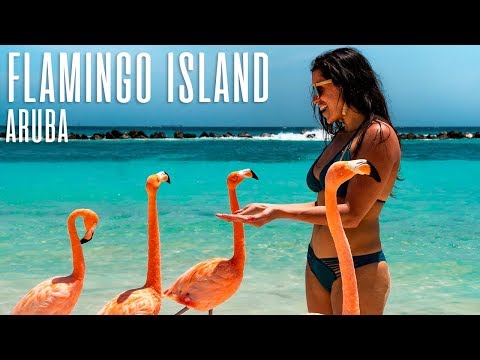 Visit Flamingos In Aruba Renaissance Private Island Youtube