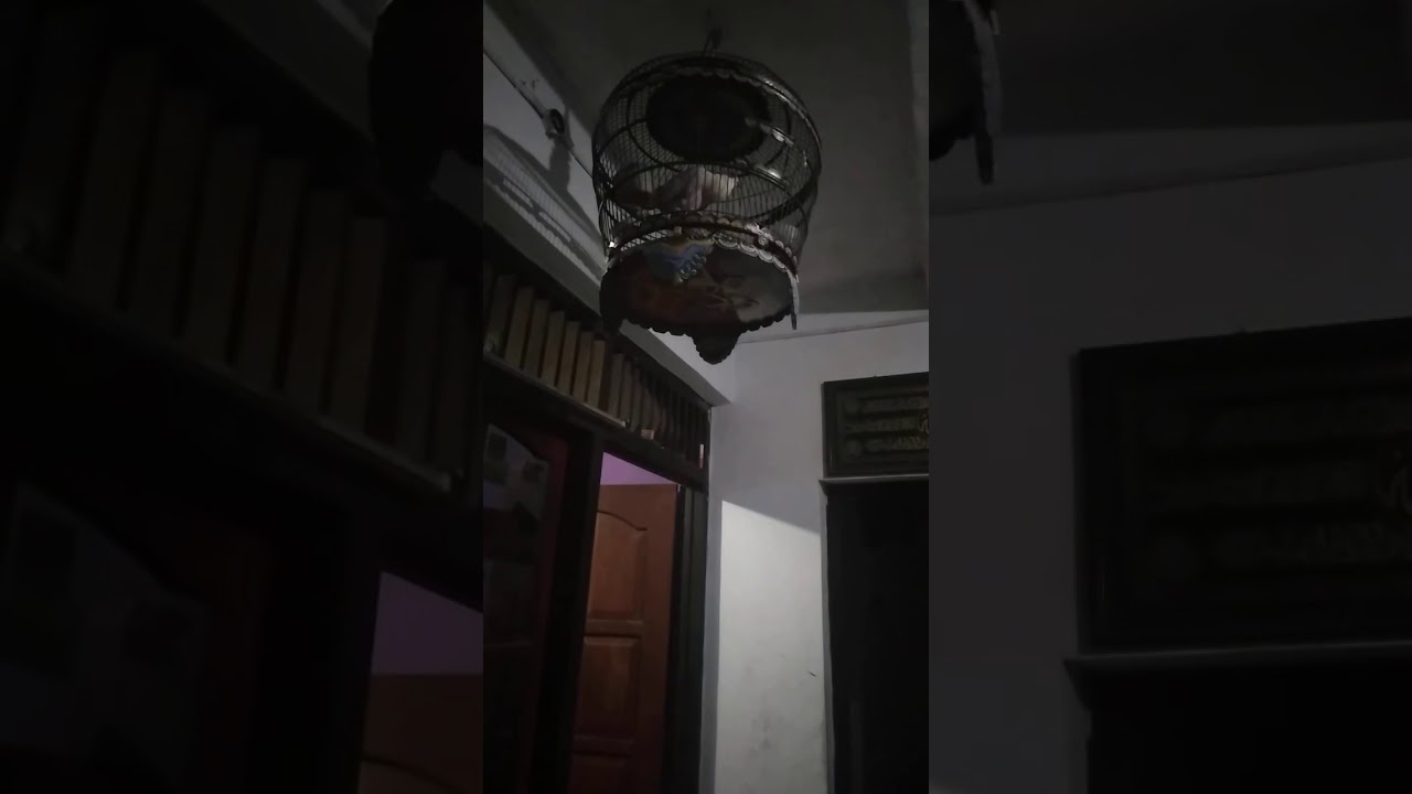 Suara burung puter pelung melog gacor stabil 