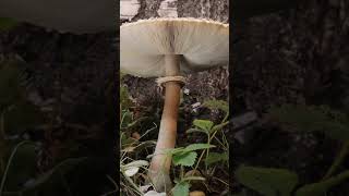 The LARGEST mushroom I’ve ever photographed