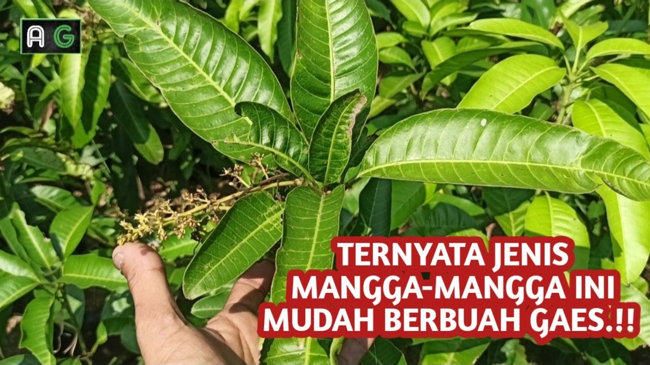 Jenis-jenis Mangga Genjah