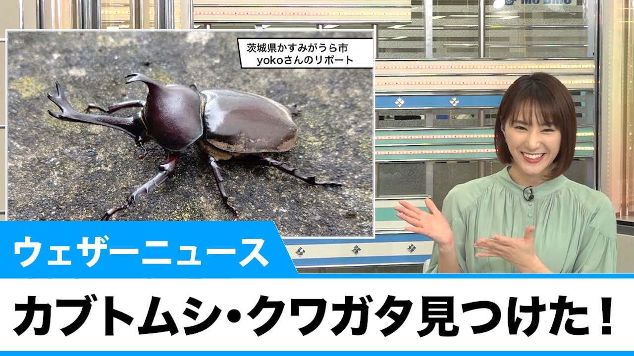 カブトムシ クワガタ見つけた Youtube