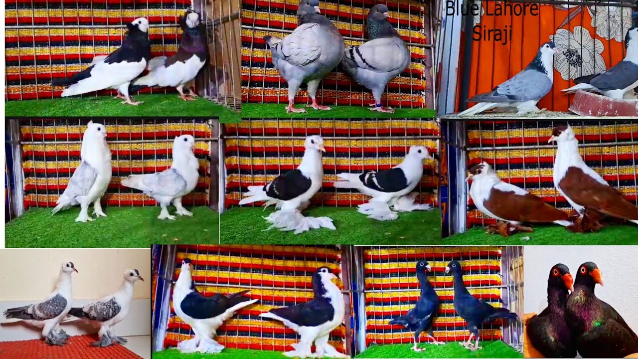ENGLISH FAINTEL, KORMONA , Spanish pouter, OMASKI, Maltees Lahore Siraji pigeon All BREED AVAILABLE