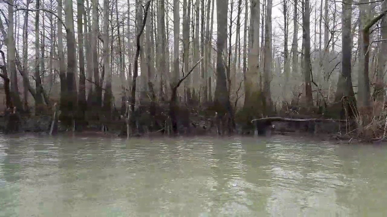 Boat ride from duck blind. St Francis river and feeder creek