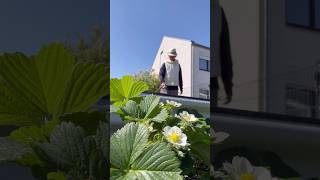 my day #gardening #midaheim #home #garden #springgardening #gardeninspiration #myhobbymylifestyle