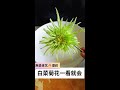 Vegetable Carving # Food Carving # Cabbage Chrysanthemum # Easy to Learn