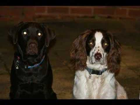 Mickey & Billy, Chocolate labrador & springer spaniel