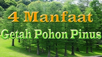Inilah...4 Manfaat Getah Pohon Pinus Bagi Kesehatan.