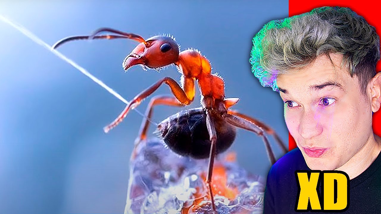 660 CURIOSIDADES QUE TE HARÁN VOLAR LA CABEZA🤯🤯 YouTube