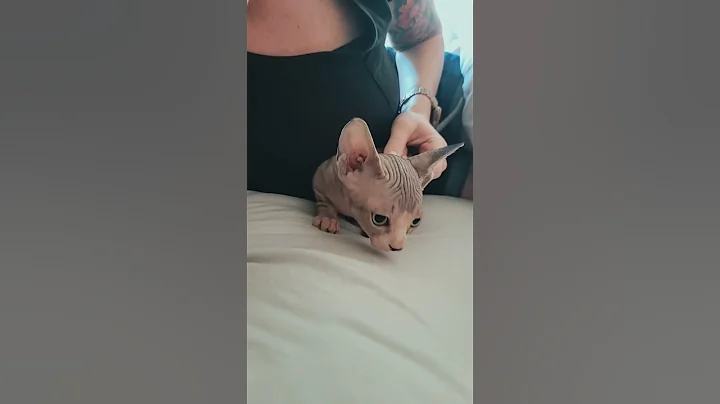 Video 7868881: adorable hairless cat, adorable cats catlover