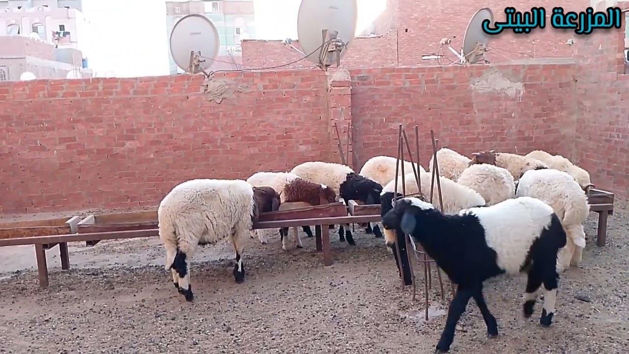 كمية العلف المطلوبة فى دورة تسمين الأغنام ومعلومات مهمة👌