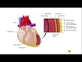 Сердечно-сосудистая система. Препарат Сердце. Гистологическое строение стенки сердца.