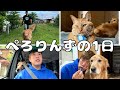 旅してない時のぺろりんずの1日