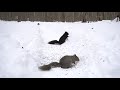 Squirrels in the Deep Winter Snow - 10 Hours - Jan 24, 2022