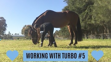 How to Teach your Horse to Lay Down (No Ropes) | PART 1
