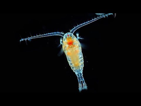 Video: Քանի՞ copepods մեկ գալոնում: