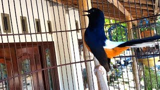 Dalam 30 DETIK SAJA murai batu PASTI MERESPON dan EMOSI bila dengar suara murai ini