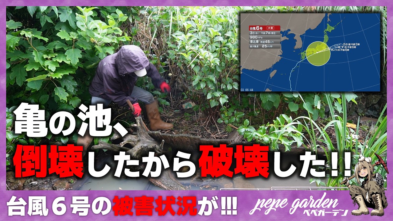 pepe greenさん管理ネーム株凍雲