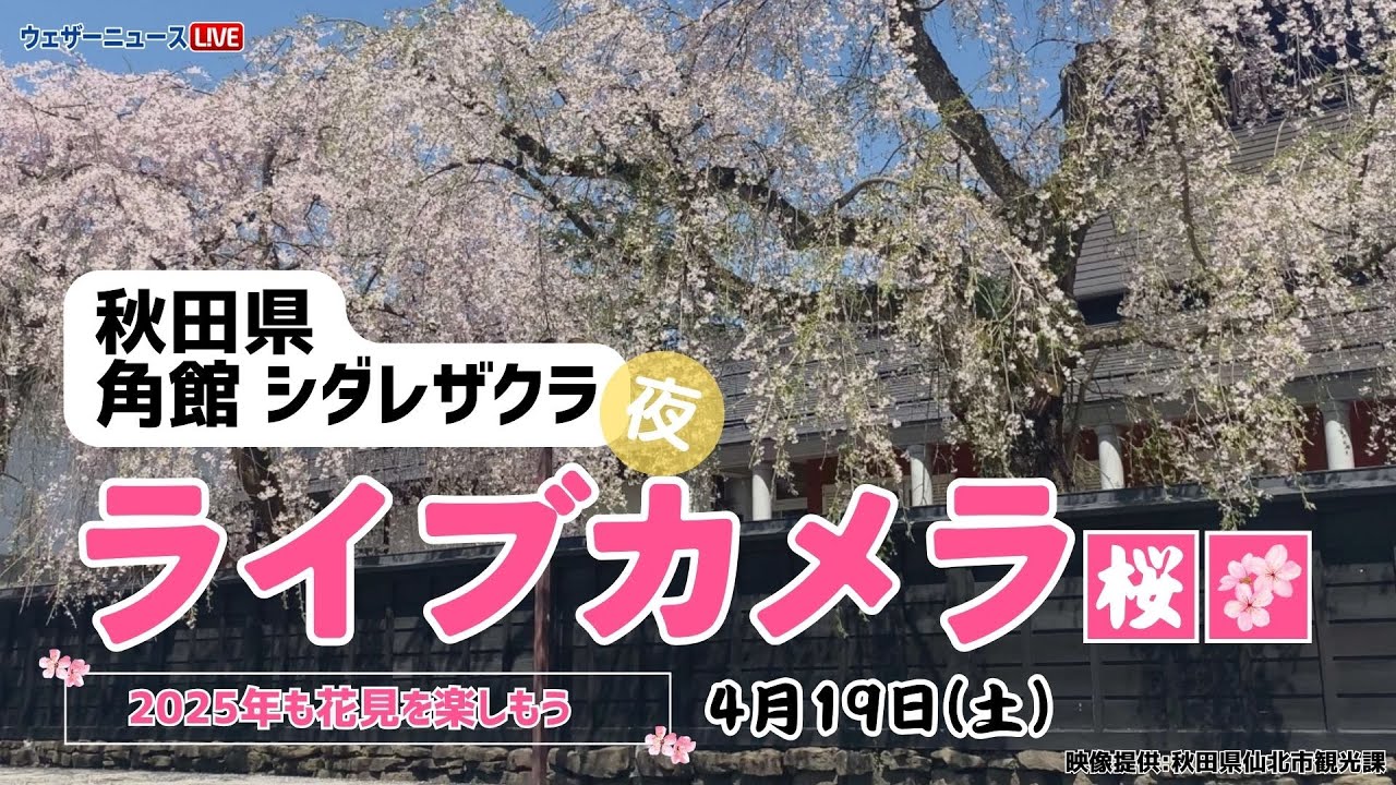 夜桜ライブカメラ】枝垂れ桜／「秋田県・角館」ライブカメラより