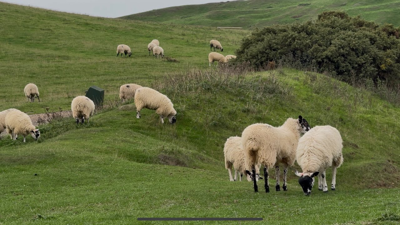 This is 4 minutes of Sheep’s eating Grass.🐑🐏