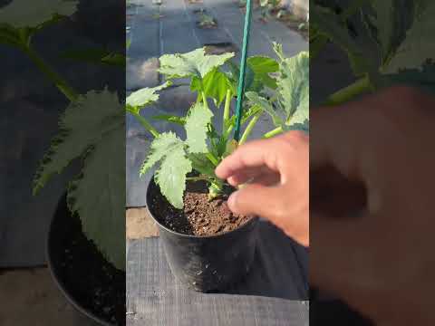 Best way to grow zucchini plants ! Save 5x Space in your garden! #shorts
