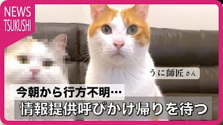 【ネタ】またまた先住猫が行方不明になりました【関西弁でしゃべる猫】【猫アテレコ】