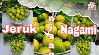 Orange Candy | Manisan Jeruk Nagami | #princesshanopan #orangecandy #candy #orange
