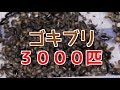 ゴキブリ３０００匹の飼育ケースを久々に掃除したら凄かった…