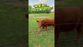 They heard the milk train 🚂 #dextercattle #babycalf #farmanimals #homestead# #calves