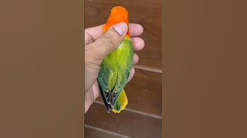 love bird sound,love birds sound #love #birds #sound