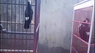 jalak suren malaysia VS jalak suren indonesia.cocok untuk pancing jalak suren macet bunyi