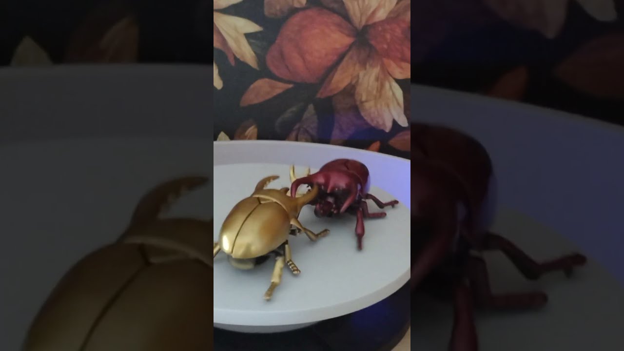 BATTLE of the BEETLES | BEETLE FIGHT | 