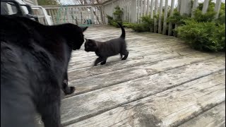 Black Cats Blackie & Big Boys Little Kitten Loves Daddy!