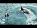 The Final Shark Battle
