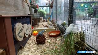 cavia's in vogelvoliere | guinea pig in bird aviary Timelapse