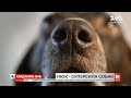 Як працює нюх у собаки та як допомагає у боротьбі з COVID-19