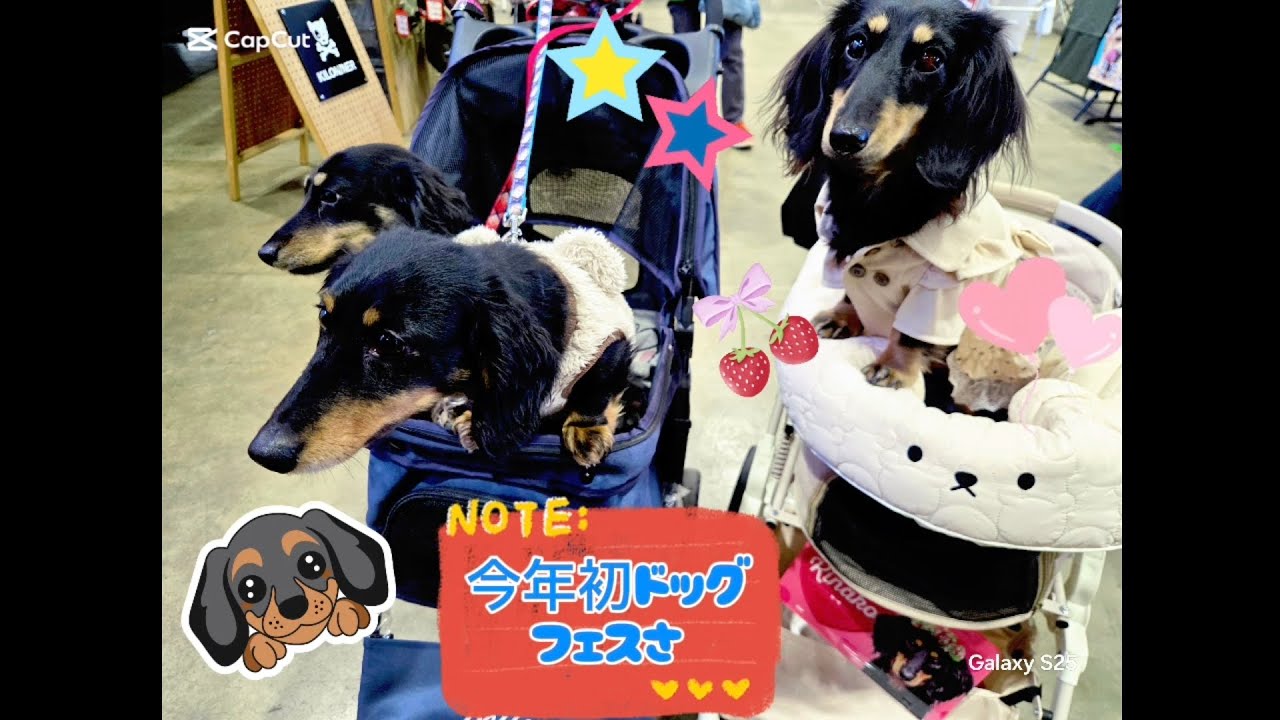 きなこくん今年初ドッグフェスにゃ