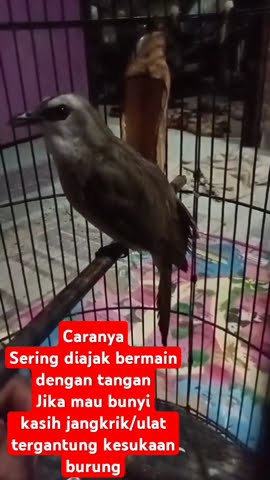 Trucuk emosi gacor ropel panjang, trucukan anda pasti ikutan bunyi
