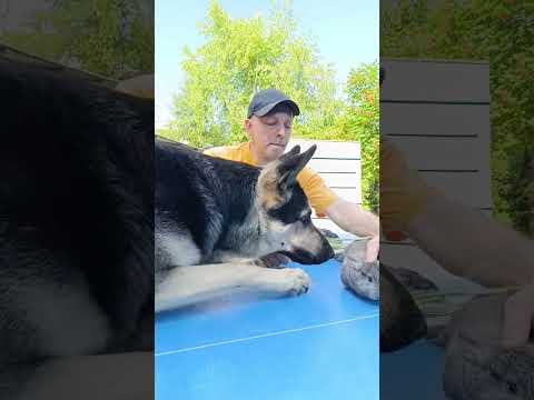 Собака кроликовода. Два года - ноль побегов. #rabbit