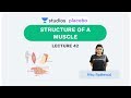 L42: Structure of a Muscle | Human Physiology (Pre-Medical: NEET/AIIMS) | Ritu Rattewal