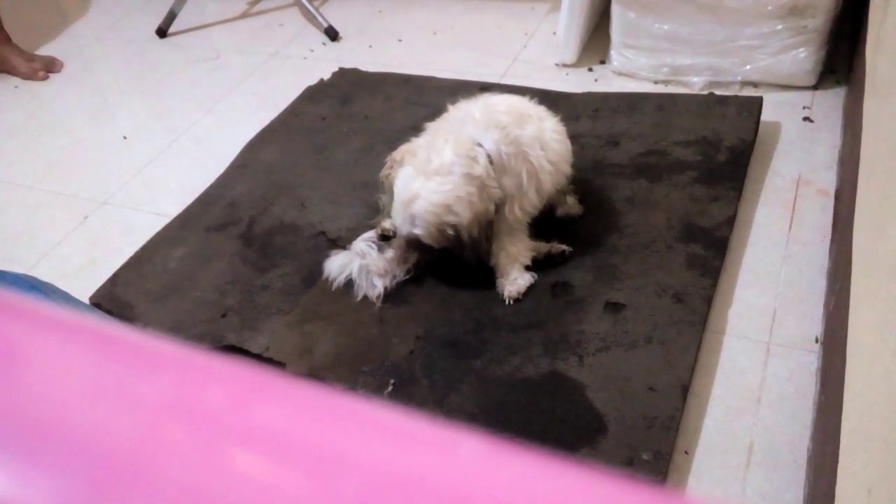 shih-tzu-in-labor-youtube