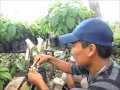 Capacitación injertos de aguacate