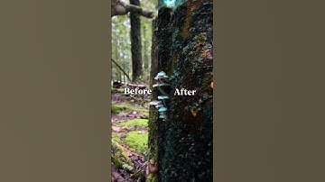 The power of color grading _ capcut edit _ change your mood video capcut pro