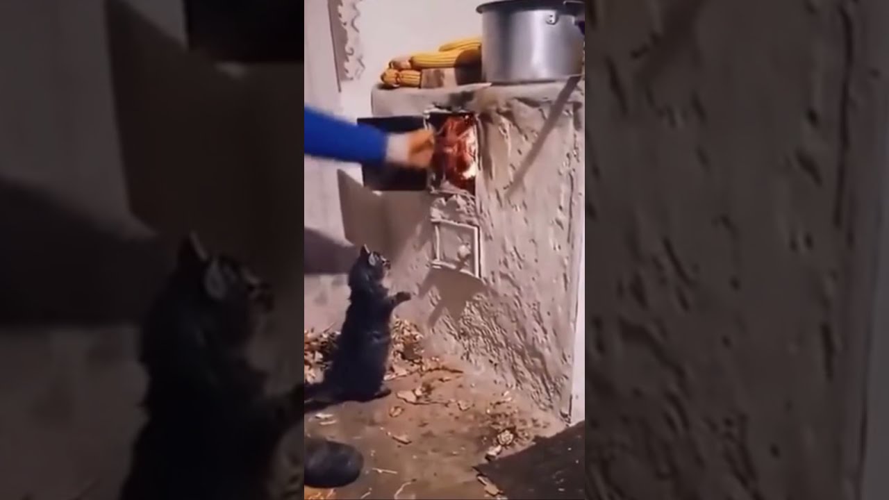 Кот прыгнул в печку Кот прыгнул в печку