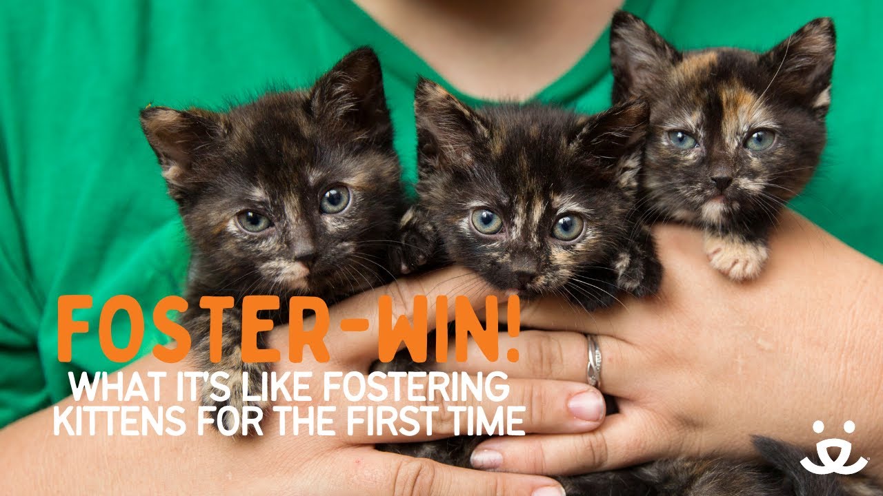 What Is It Like to Foster Kittens For the First Time?