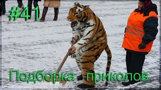 Шутки с тигром. Подборка приколов COUB 29.11.16. Box Fail. Лучшие приколы 2016 Шутки с тигром. Подборка приколов COUB 29.11.16. Box Fail. Лучшие приколы 2016