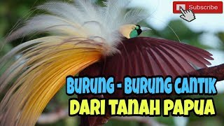 Kumpulan Burung Cantik Dari Tanah Papua