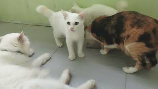 playing with my cat,very cute by keluarga kucing bahagia 246 views 2 weeks ago 6 minutes, 19 seconds