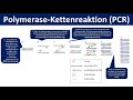 Polymerase-Kettenreaktion (PCR) - Ein Verfahren zur Vervielfältigung von DNA [Biologie, Oberstufe]