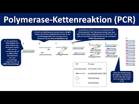 Video: Wie viele DNA-Kopien gibt es nach 10 PCR-Zyklen?